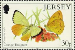 Orange Emigrant